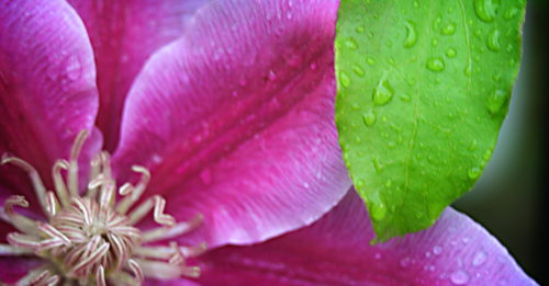 Flower in the Rain