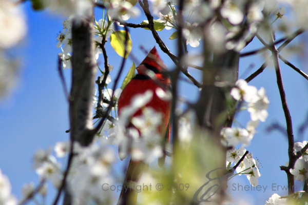 red bird in a pear tree