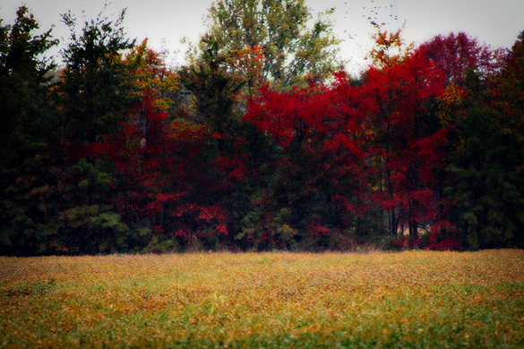 rainy fall day in the burg