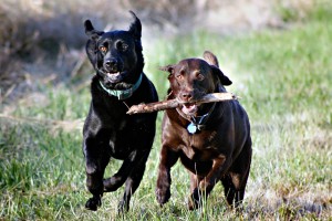 Libby Crossed the Rainbow Bridge