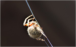 mr spider