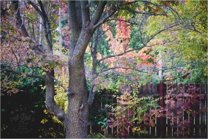 fall in my backyard