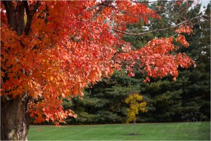 love me some fall