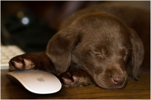 Dharma's forever home
