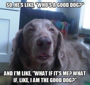 who's a good dog?