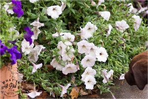 Dharma's sense of smell