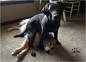 another alpha dog