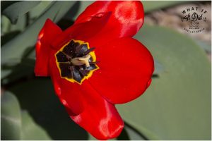 just a red tulip