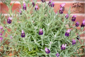 allergies, sinus issues or both?