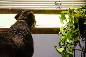 Dharma loves rain