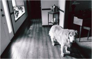Gracie guard dog