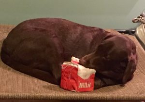 Dharma loves milk