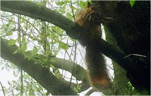bad squirrel