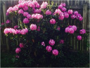 May flowers