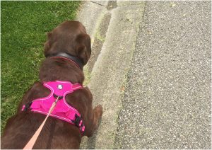 dharma loves walking