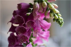 summer flowers
