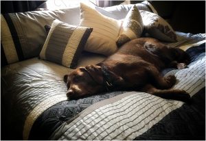 sleepy Dharma
