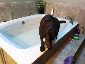 Clean puppy