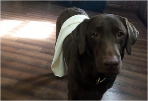 Dharma wears a pillow case