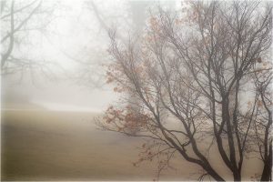 the fog