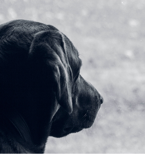 Book Review: Woman at the Window