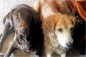 begging dogs