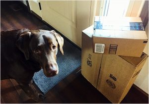not a barkbox