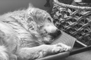 gracie is old