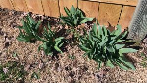 go home Easter Lillies