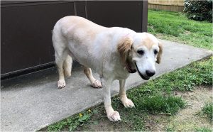 Gracie is old as dirt