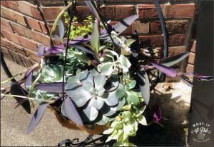 succulents