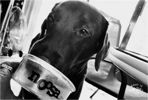 Dharma assisted the IRS