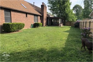 back yard before pool