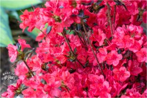 flowers give the world color