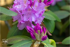 Teddy's flowers