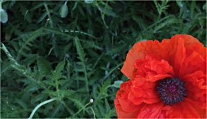 red summer flower