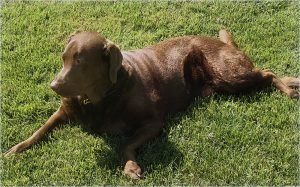 basking in the sun
