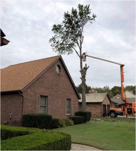 workplace distraction tree removal