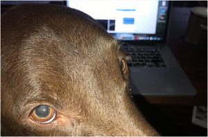 sunday helper