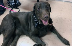 Dharma at the vet