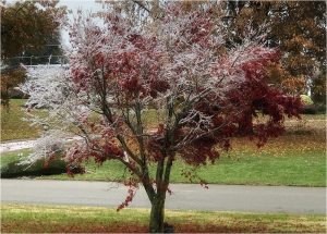 ice storm in Indiana