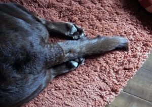 bunny feet and shingles