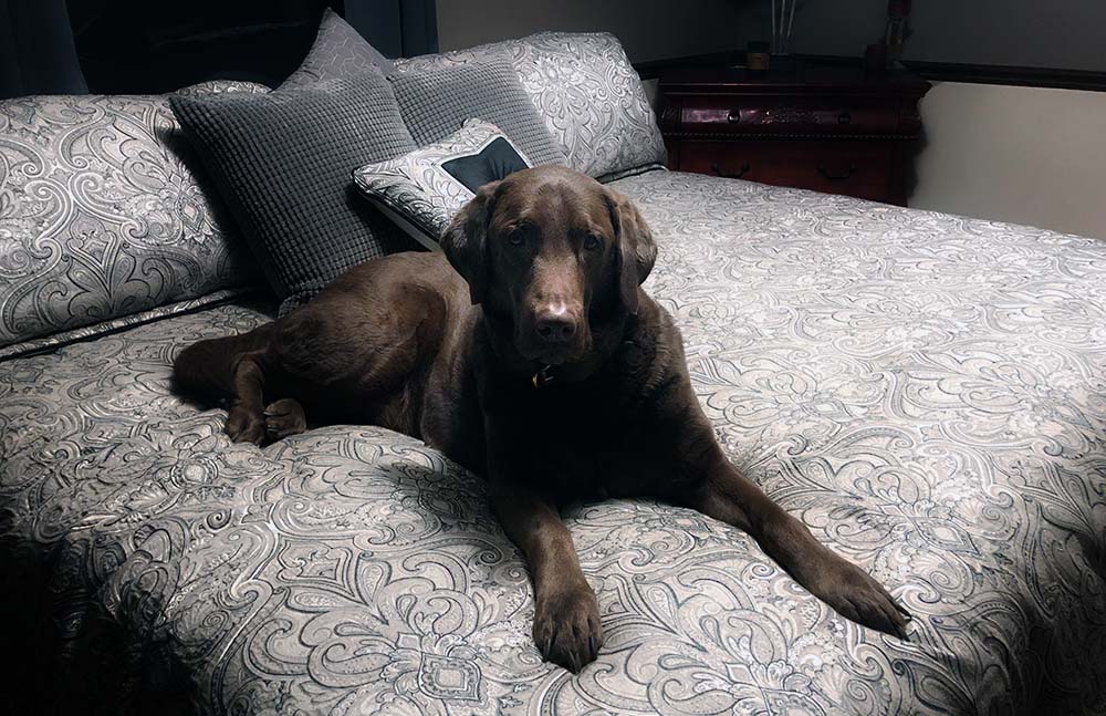 Dharma gets plenty of mattress time