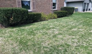 mow grass