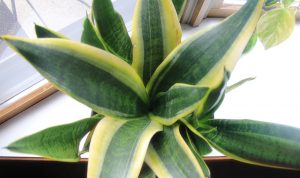 plant after the derby
