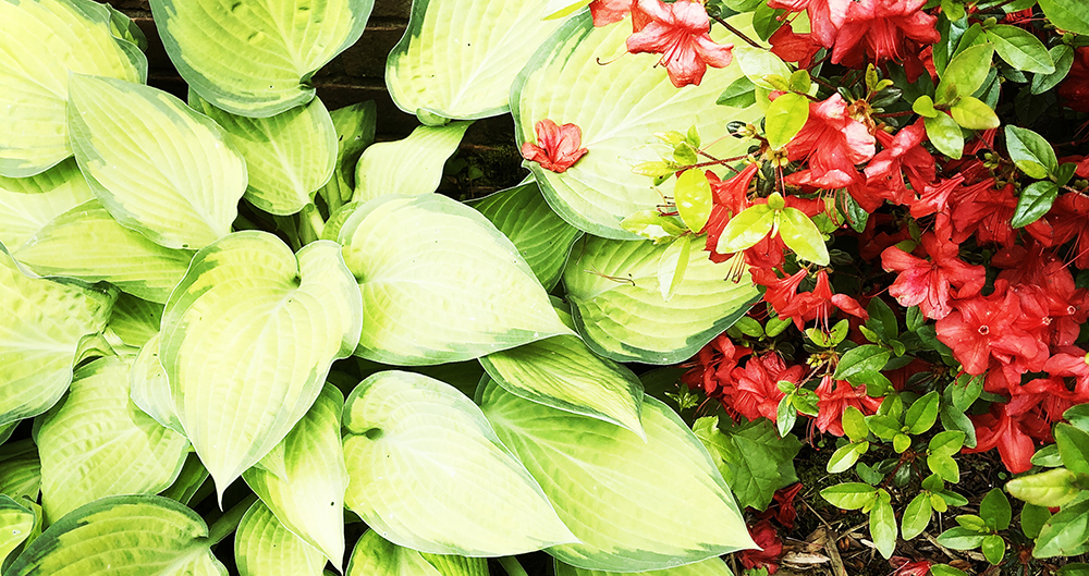 we are having a mowing war and so far I’m holding my own