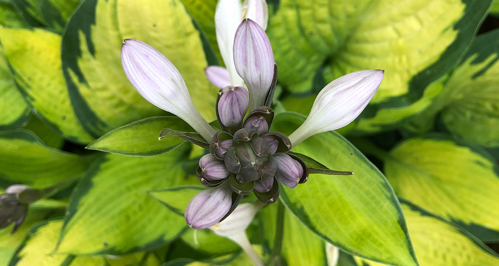 nana gig is summer highlight