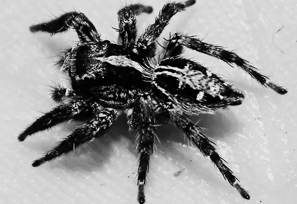 i almost died. probably.