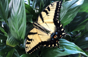 butterfly on plant