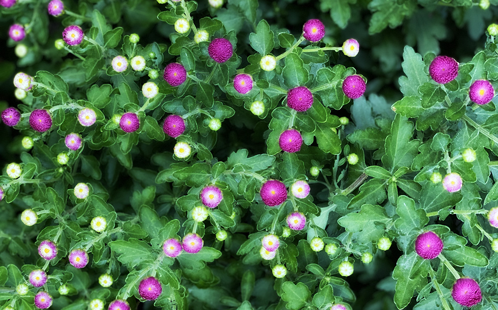 fall mums